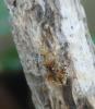 Rhopalus subrufus